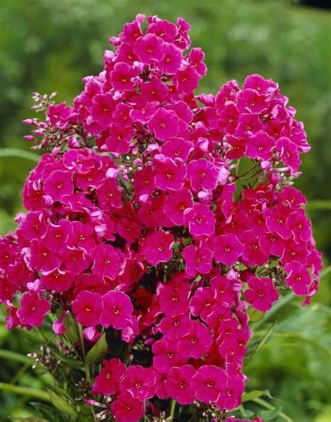 Hohe Garten Flammenblume Tenor Phlox Paniculata Tenor Kaufen