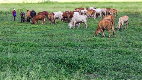 Male cattle pasture 7426862 Stock Photo at Vecteezy