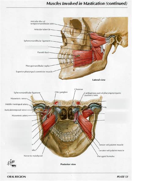 Medial And Lateral Pterygoid Plates