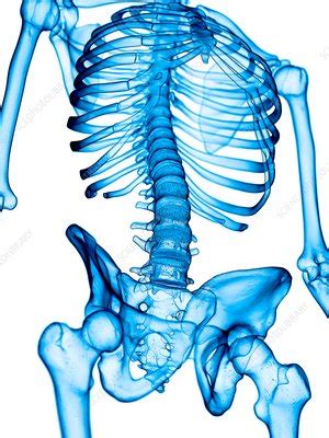 Human Skeletal Structure Stock Image F Science Photo Library