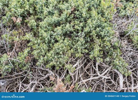 Galhos E Folhas De Arbustos De Zimbro Espalhados No Solo Foto De Stock