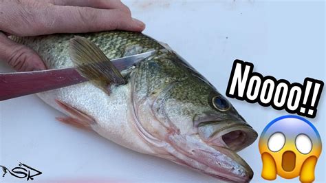 Can You EAT Largemouth Bass Catch And Cook YouTube