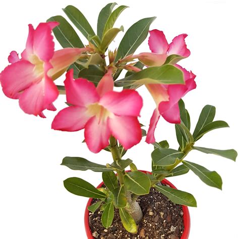 Adenium Obesum Desert Rose