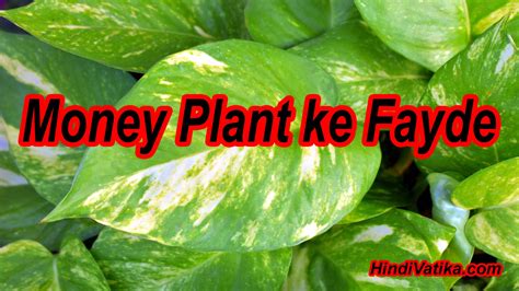 मन पलट क फयद Benefits of Money Mani Plant in Hindi Uses Care