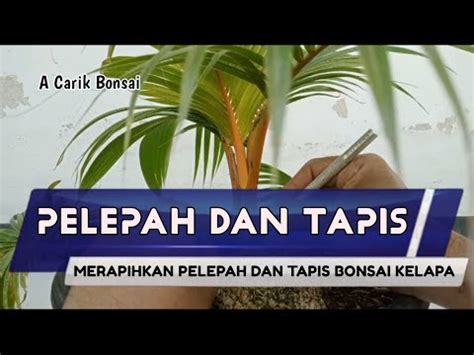 Merapihkan Pelepah Dan Tapis Bonsai Kelapa Gading Oren Youtube