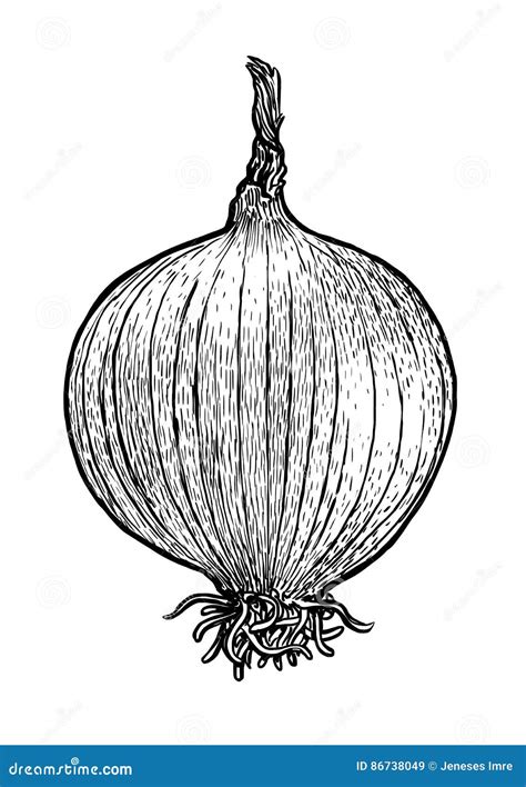 Onion Bulb Illustration Drawing Engraving Line Art Vegetable