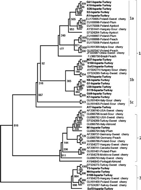 The Phylogenetic Tree Showing Genetic Relationship Among Pdv Cherry Download Scientific Diagram