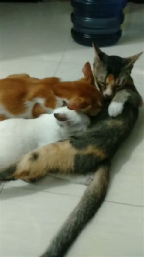 Mother Cats And Their Kittens Cat Cat5 Catlover Kitten Mothercat