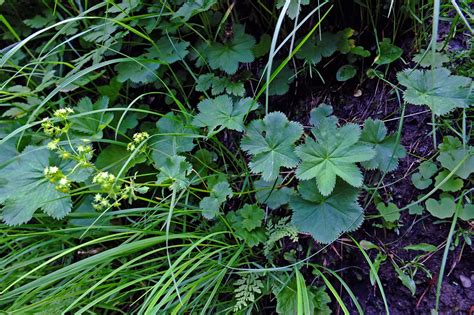 Alchemilla Gracillima Rosaceae Image At Phytoimages Siu Edu