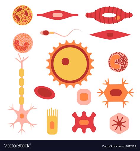 Human Cell Type Set Royalty Free Vector Image Vectorstock