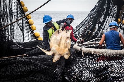 Sea Shepherd schließt Operation zur Bekämpfung der illegalen Fischerei