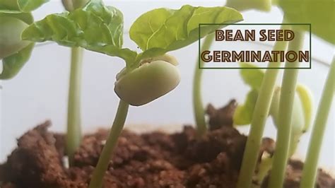 Bean Seed Germination 4 Days Growth Plants Life Youtube