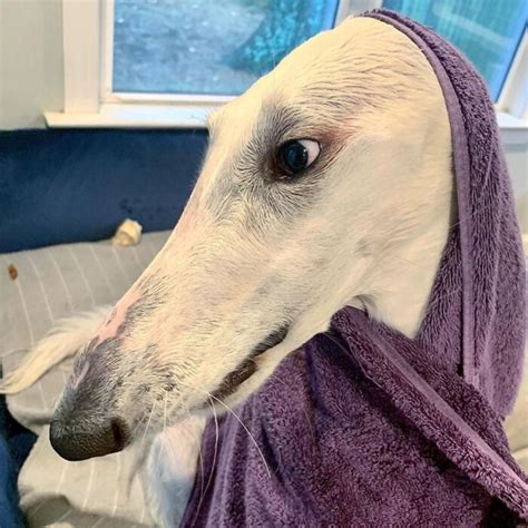 This Borzoi Sighthound May Have The 'World's Longest Nose' And She Is ...