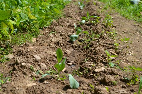 fall crops ~ Grow Appalachia