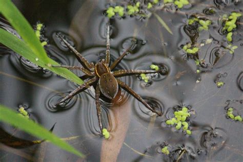 Aranha Pescadora A Hist Ria De Sucesso Mais Assustadora Da Natureza Mdig