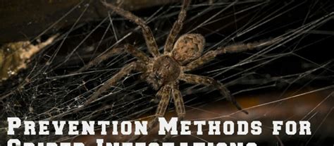 Prevention Methods For Spider Infestations Rest Easy Heat