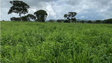 Porteira Fechada Para As Plantas Daninhas Confira As Dicas De Manejo