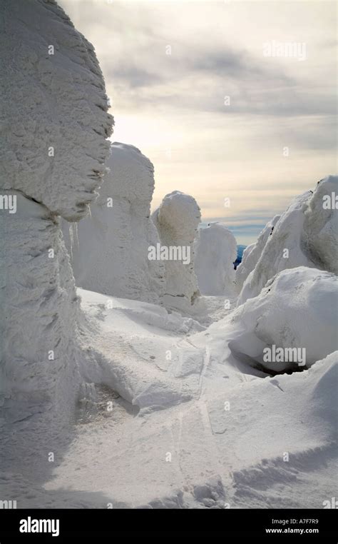 Snow monsters ice covered ski tracks trees hakkoda mountain aomori ...