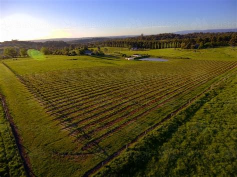 Image Of Aerial View Of A Yarra Valley Vineyard Austockphoto