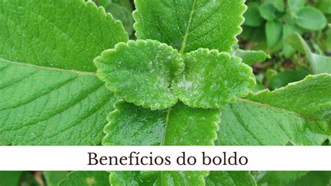 Benefícios do boldo conheça como usar essa planta Arteblog