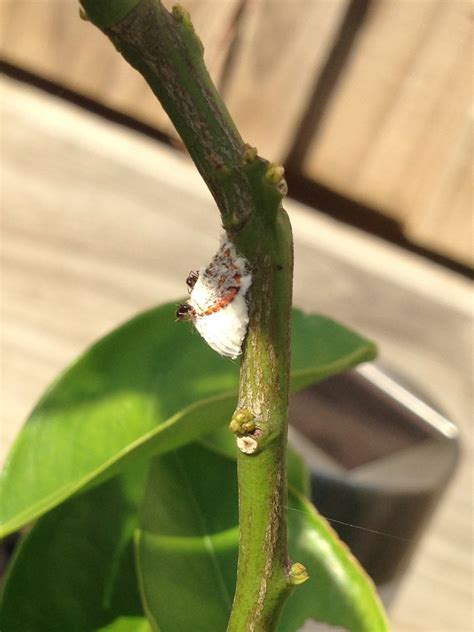 Forum: White caterpillar thing on my orange tree