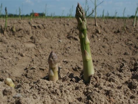 Asparago Asparagus Asparagus Orto Asparago Asparagus Orto