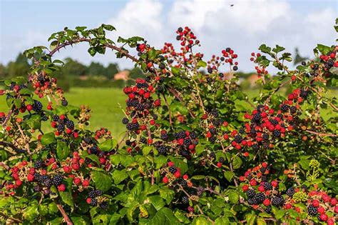 KUPINA Rubus fruticosus L Institut Dr Josif Pančić