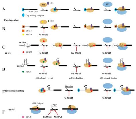 Cells Free Full Text Regulation Of Ribosomal Proteins On Viral