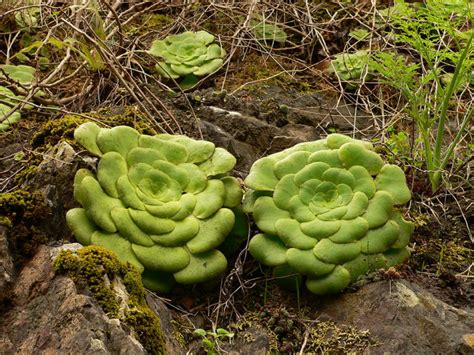 Aeonium Canariense Subsp Latifolium World Of Succulents