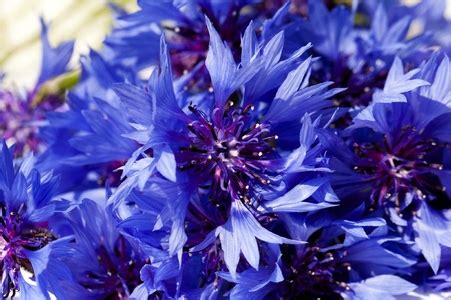 How to Grow Cornflower from Seeds | DoItYourself.com