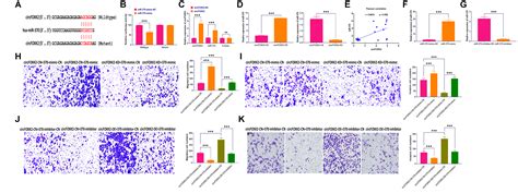 Circrna Circfoxk Facilitates Oncogenesis In Breast Cancer Via Igf Bp