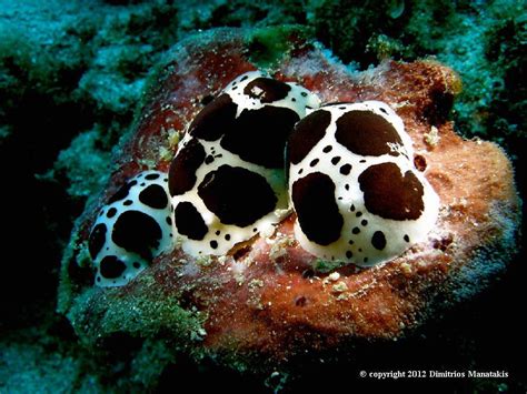 Peltodoris Atromaculata Bergh 1880