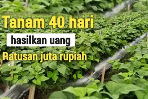 Tanaman Super Yang Bisa Bikin Dompet Tebal Siapa Bilang Bertani Itu