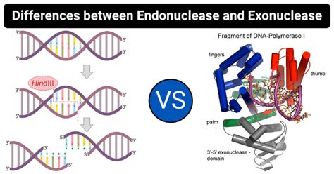 Endonuclease Vs Exonuclease Definition 11 Differences Examples