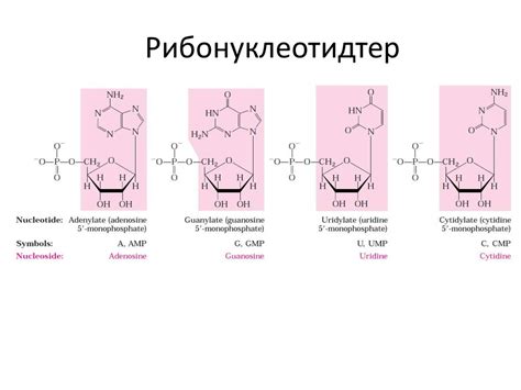 Нуклеин қышқылдарының құрылысы және биосинтезі - презентация онлайн