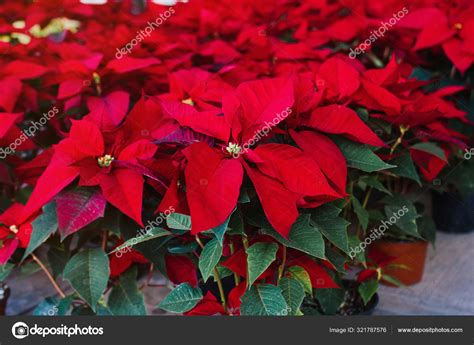 Planta Navidad Flor Poinsettia Roja Tradicional Mercado Navidad México