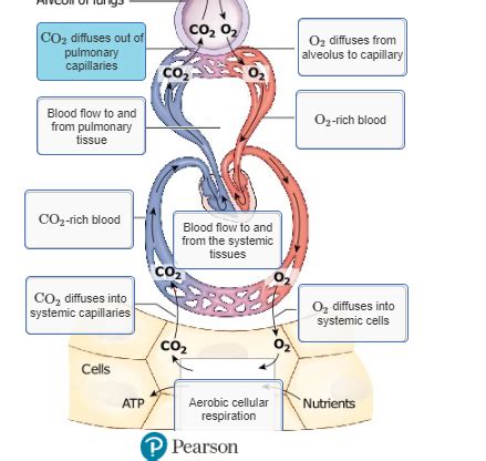 Understanding Chapter 18 Gas Exchange And Transport Flashcards Quizlet