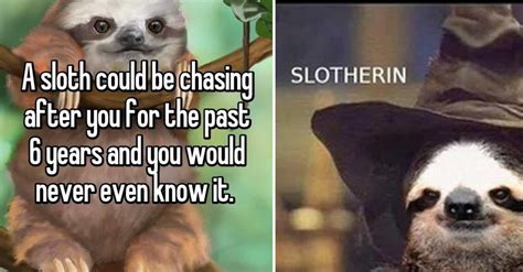 The 25 Funniest Sloth Memes, Ranked