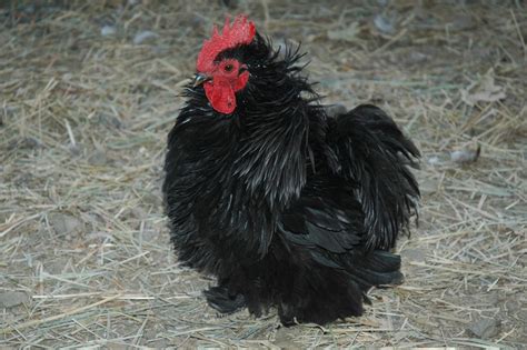 Black Frizzle Cochin Bantam Rooster Garden Pinterest