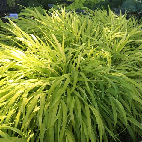 Japanese Forest Grass Hakonechloa Macra All Gold Quart Etsy Perennial Grasses Shade