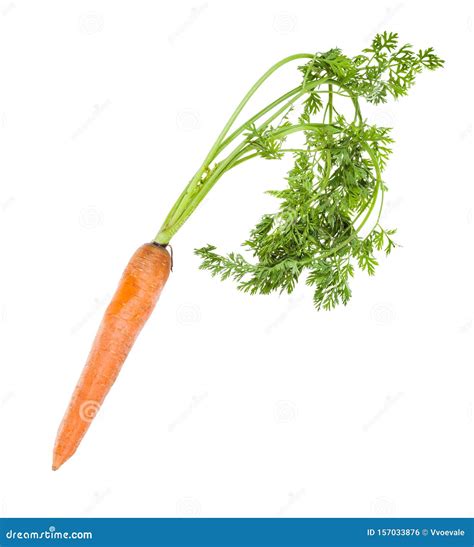 Single Fresh Organic Garden Carrot With Greens Stock Photo Image Of