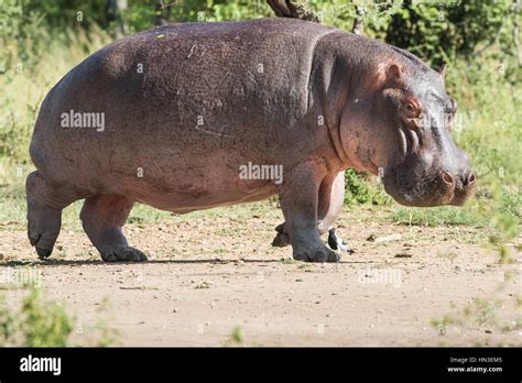 Hippo hi-res stock photography and images - Alamy