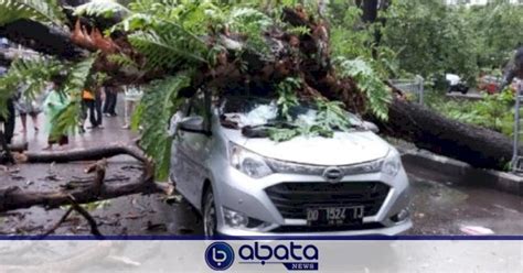 Pohon Tumbang Di Makassar Timpa Mobil Yang Melintas