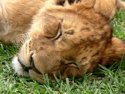 Free Images Grass Animal Wildlife Wild Sleeping Africa Lion