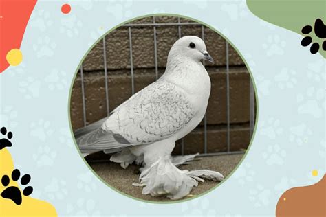 Ice Pigeons: Origin, Characteristics, Types, Age & Price - Guide