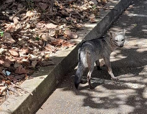 Video Incre Ble Zorro Perro Fue Avistado En La Universidad De