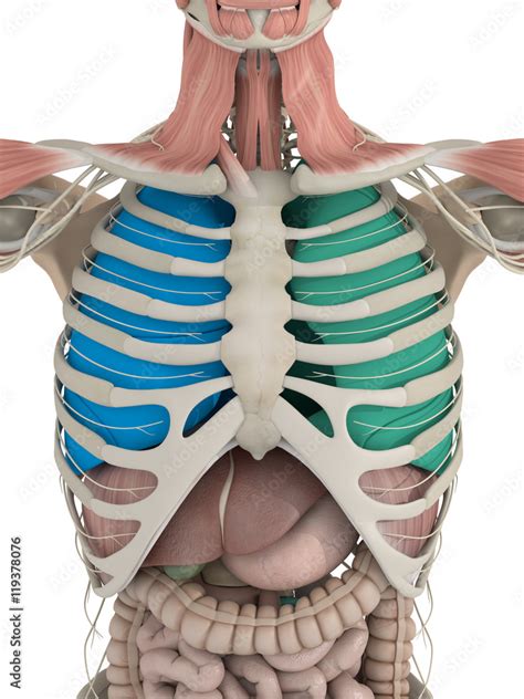 Anatomy Color Coded Lungs Inside Rib Cage D Illustration Stock