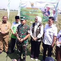 RIAUPAGI KASAD Jenderal TNI Dudung Abdurrahman Ikut Panen Raya