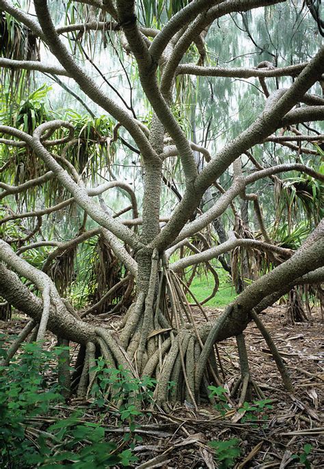 Breadfruit Tree Pandanus Pedunculatus By Ted Mead