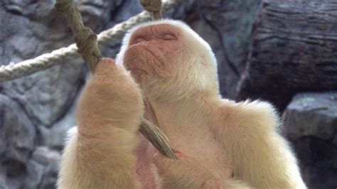 Snowflake The White Gorilla About Nature Pbs